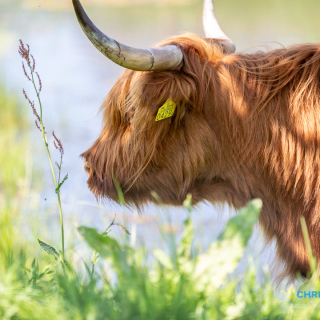 Schotse Hooglanders terug in De Landerije