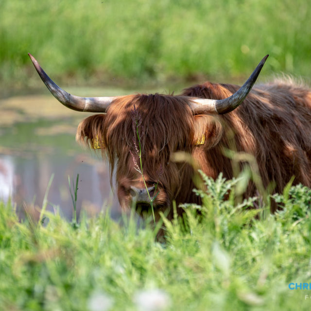 Schotse Hooglanders terug in De Landerije