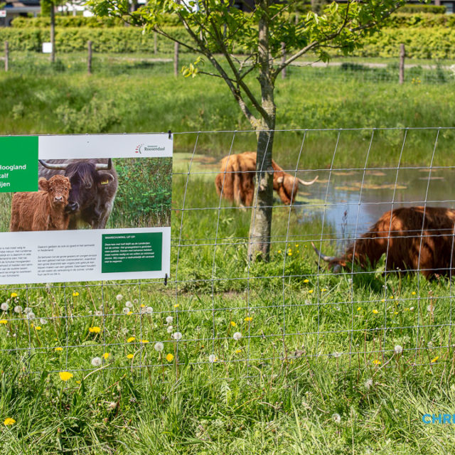 Schotse Hooglanders terug in De Landerije