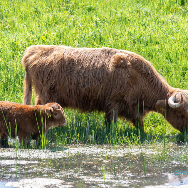 Schotse Hooglanders terug in De Landerije