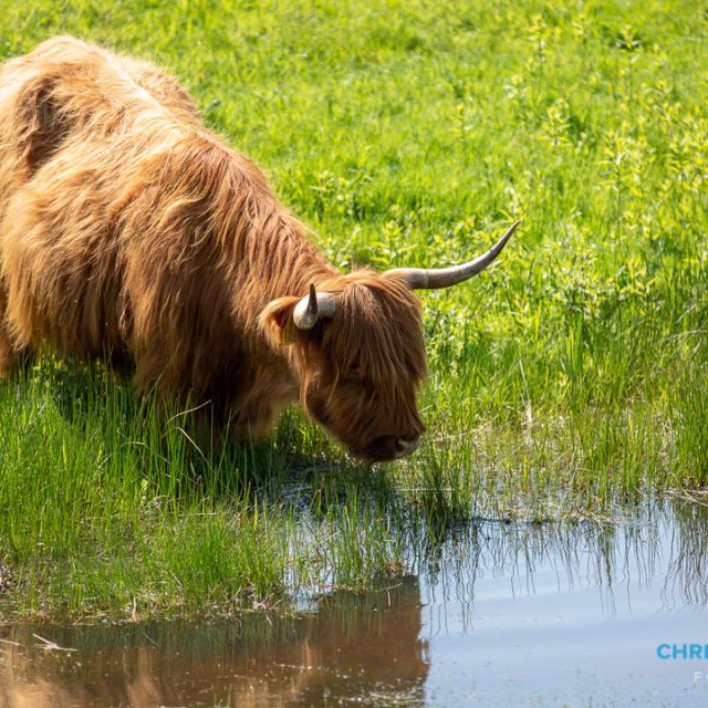 Schotse Hooglanders terug in De Landerije