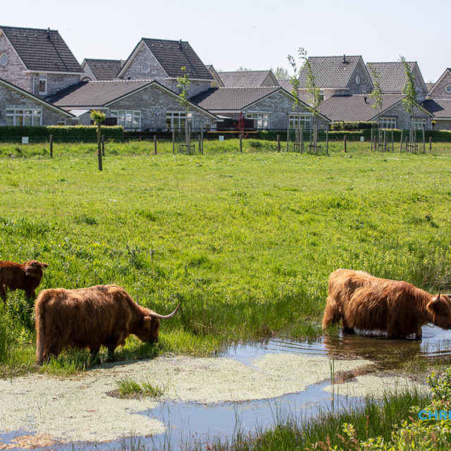 Schotse Hooglanders terug in De Landerije