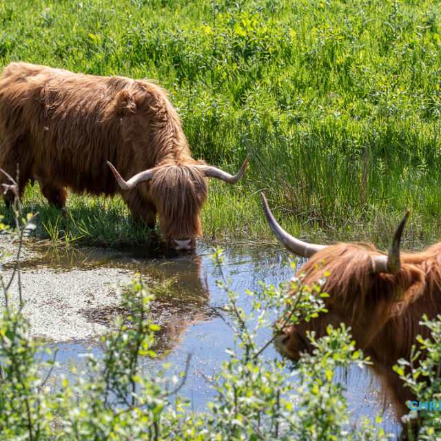 Schotse Hooglanders terug in De Landerije