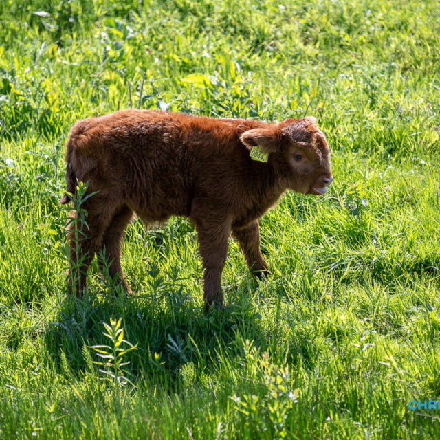 Schotse Hooglanders terug in De Landerije