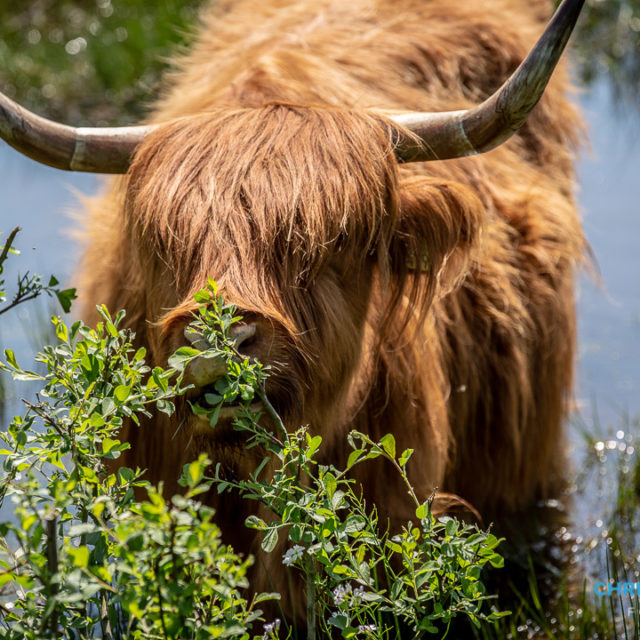Schotse Hooglanders terug in De Landerije
